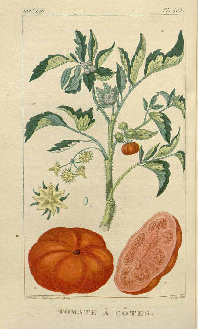 Изображение томата Solanum lycopersicum из ботанического труда начала XIX века
J.T. Descourtilz
