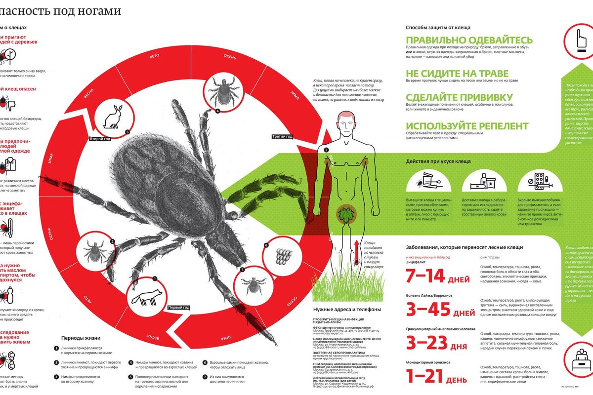 Что делать, если укусил клещ? Как безопасно вынуть клеща? | МД Арена Р.Ф. -  Блог копателей | Дзен