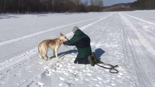 Пес, который никогда не позволял прикасаться к себе, разрешил волонтеру погладить себя