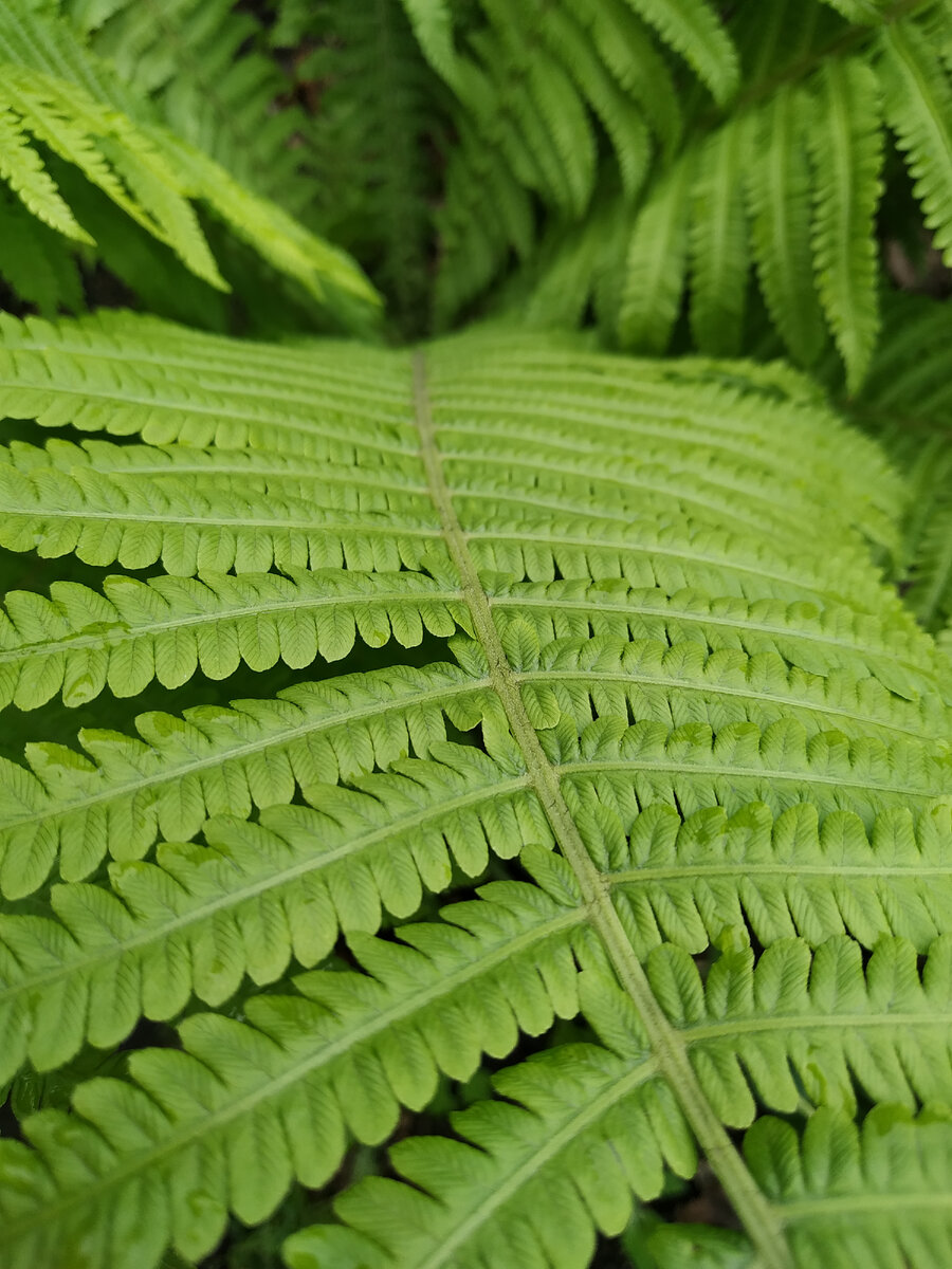 папоротник на моей ферме. культурная посадка. сезон 2021