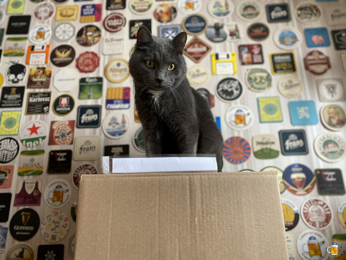 Кот Яша в Секретной Лаборатории на коробке с чем-то секретным...