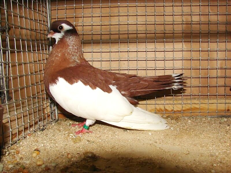 Ржевский ленточный Турман. Фото с сайта https://www.pigeontype.info.