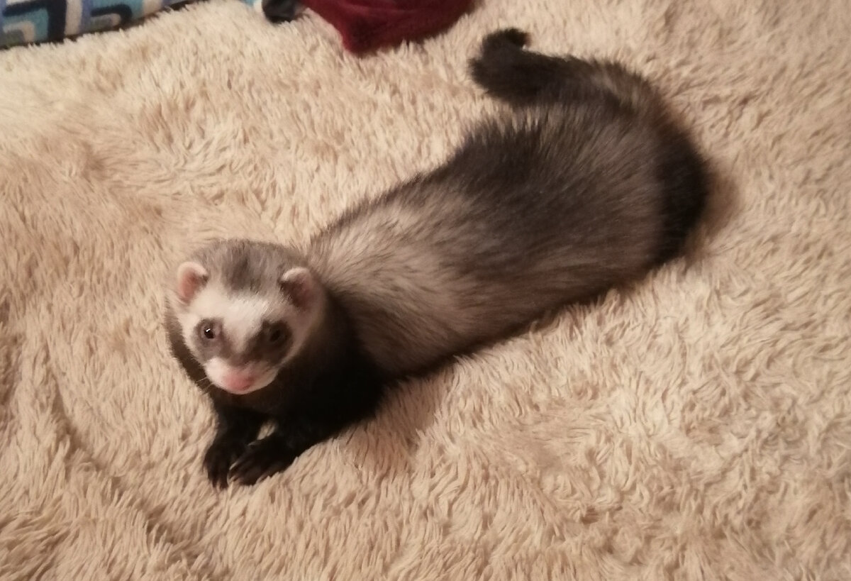 Честер задумался...