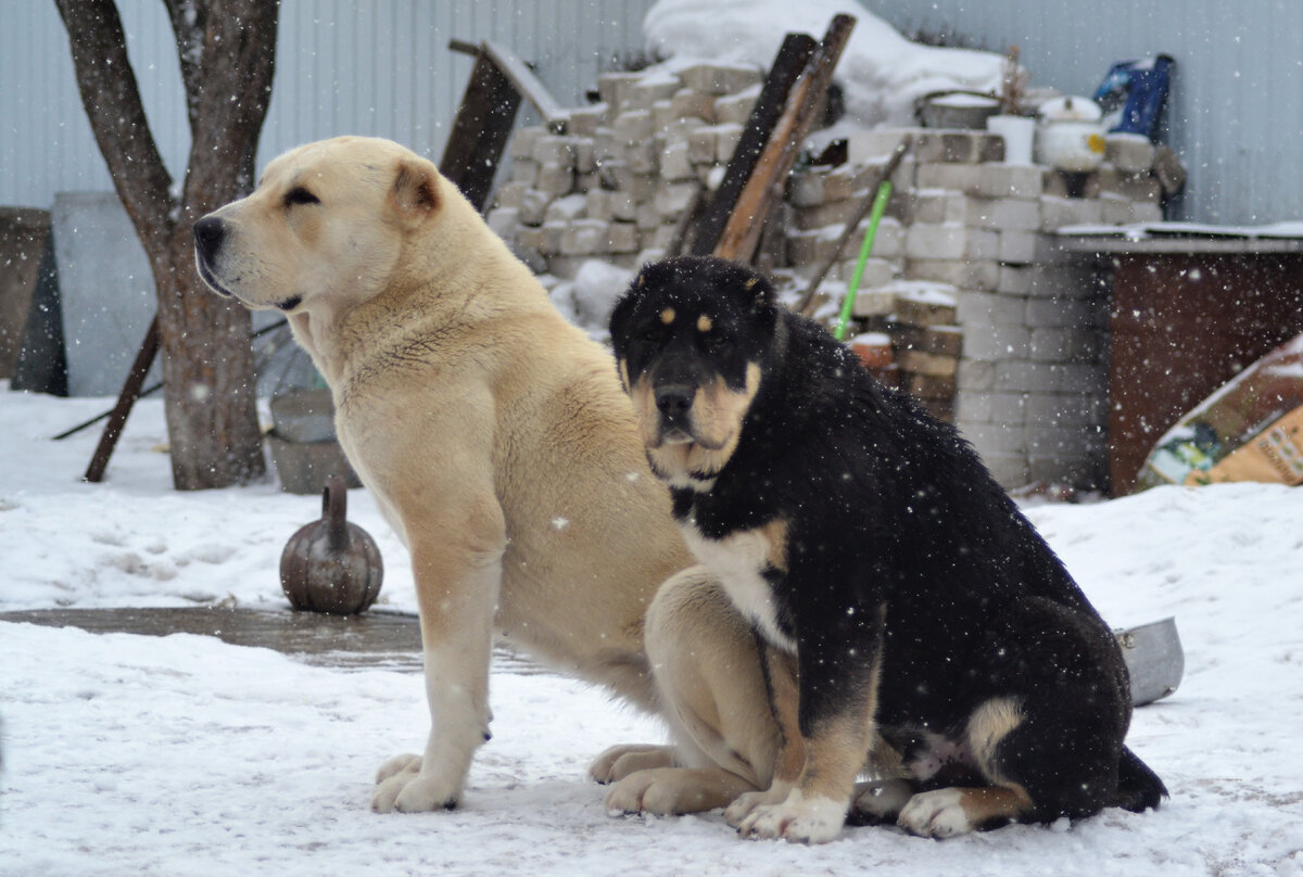 Харону 5 месяцев