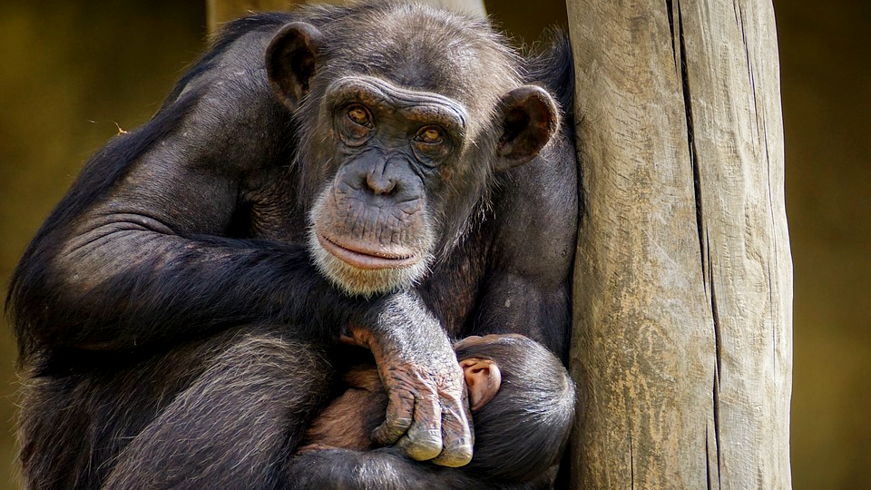 источник: pixabay. com