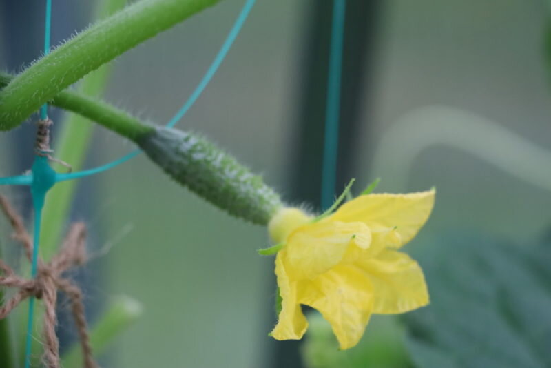 Подвязывание огурцов. Иллюстрация для статьи используется по стандартной лицензии ©ofazende.com