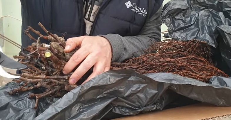 Саженцы винограда