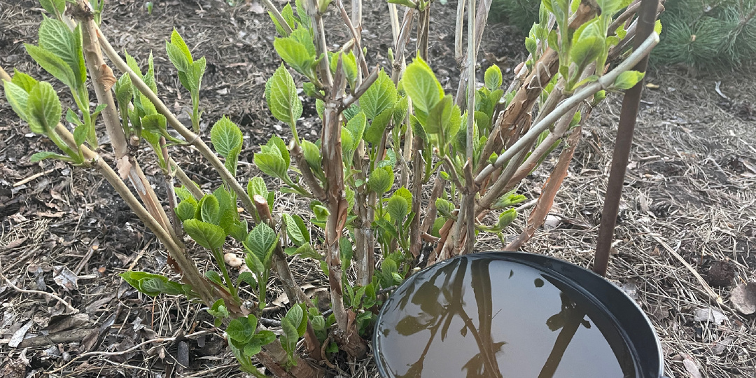 Весенняя подкормка для роз, гортензий, пионов.