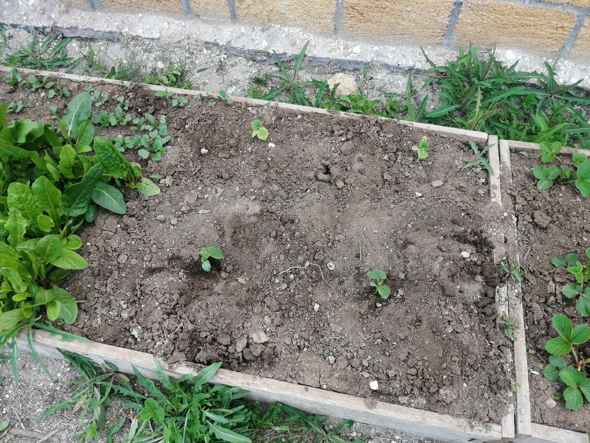 Огурцы, левее щавель и редиска