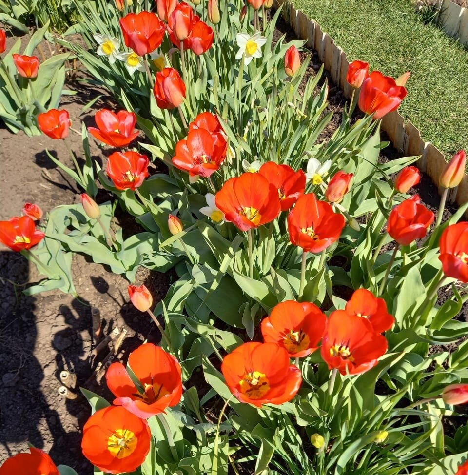 Тюльпаны на грядке  оригинально смотрятся  при совместной посадке с нарциссами.