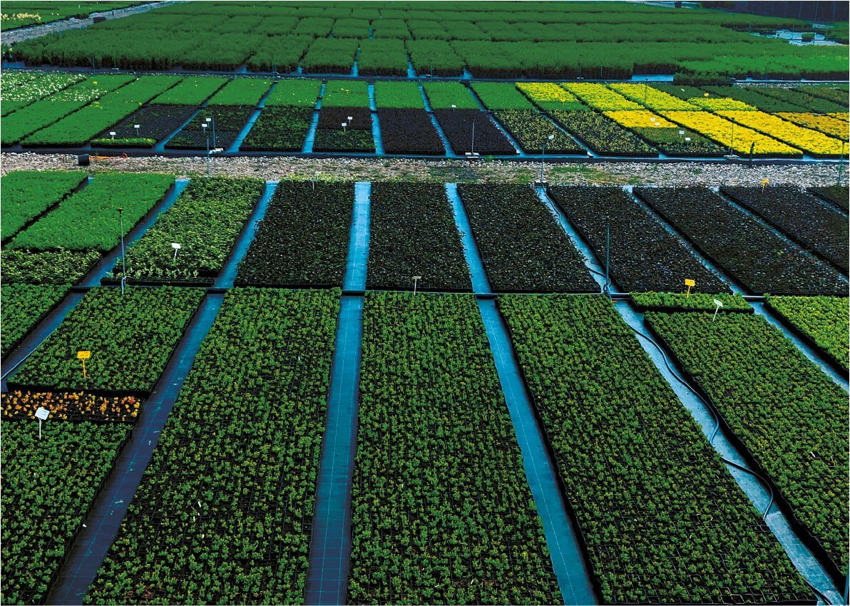 Питомник Влада Ковальчука, вид сверху