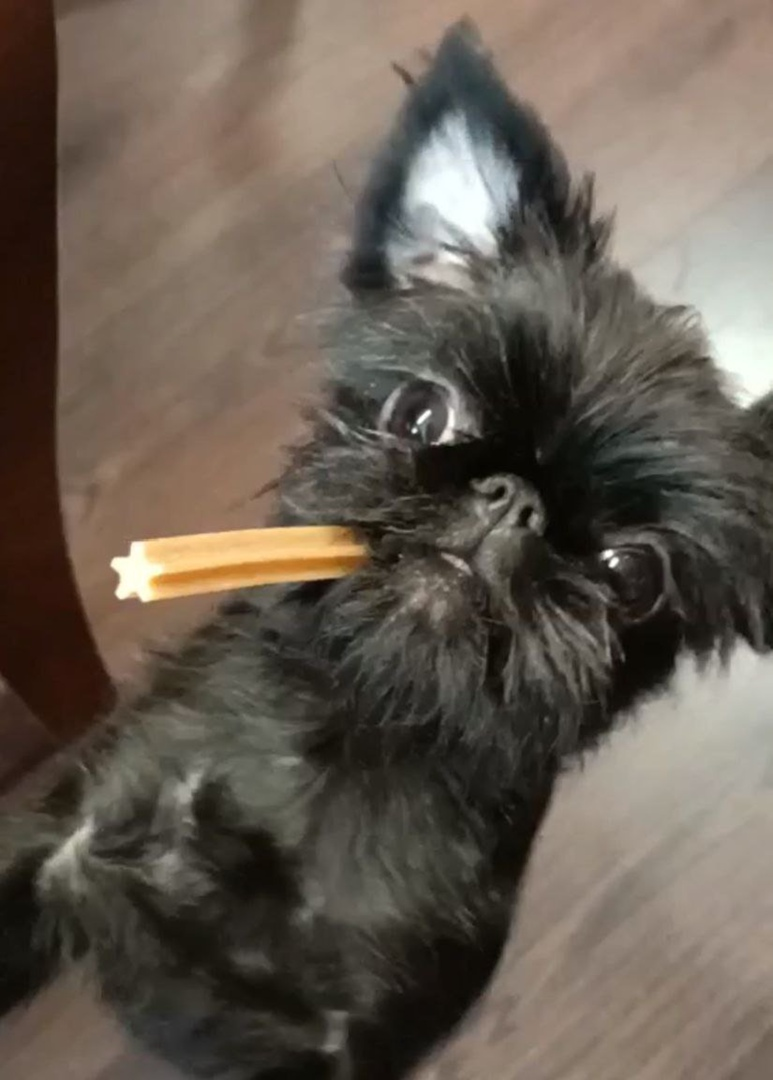 Лакомсства для лучшей мотивация вашего питомца. 
Самая лучшая мотивация для питомца во время дрессировки — естественно лакомство. Для многих собак еда — это награда, ради получения которой они будут максимально стараться выполнить просьбу хозяина. Поэтому, если вы собрались дрессировать собаку — под рукой обязательно должно быть что-нибудь вкусненькое для питомца.

Как сделать так, чтоб у собаки не пропадал интерес к лакомству?

🐕 Следите за тем, чтоб собака была голодной перед тренировками. С набитым животом у кого угодно упадет заинтересованность даже в самой вкусной еде. Чтоб собака не переела — лакомство надо скармливать мелкими кусочками.

Лакомство должно нравиться собаке. Питомцы тоже могут одни продукты любить больше, чем другие. И кому, как не хозяину, знать их предпочтения. Поэтому выбирайте максимально аппетитные вкусняшки для дрессировки.

🐕 Приучать собаку слушаться командам стоит не только с лакомством. Бывают ситуации, когда вкусного кусочка рядом нет, а послушание требуется прямо сейчас, например, на улице. Чтобы избежать опасных ситуаций — чередуйте награждать за выполнение команды угощением, обильной лаской или игрушкой. Во время игры с собакой тоже пробуйте озвучивать команды и не давать игрушку, пока собака не выполнит их.

При тренировке с кинологом обязательно берите с собой угощение для собаки с запасом.

Так же напомню, что у нас вы можете приобрести натуральные лакомства для собак (их любят даже кошки😅). Ради такого вкусного угощения собака готова будет выполнить любую команду 😉

Для покупки обращайтесь:
✔ Директ @dogtrainingservice,
✔ Телеграмм @Vdohnnovenie,
✔ WhatsApp +7 (985) 980-61-86.
