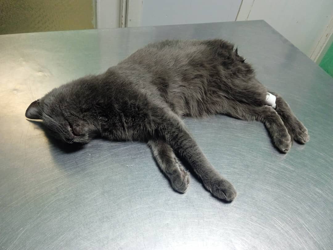 Муся под наркозом на операционном столе. 