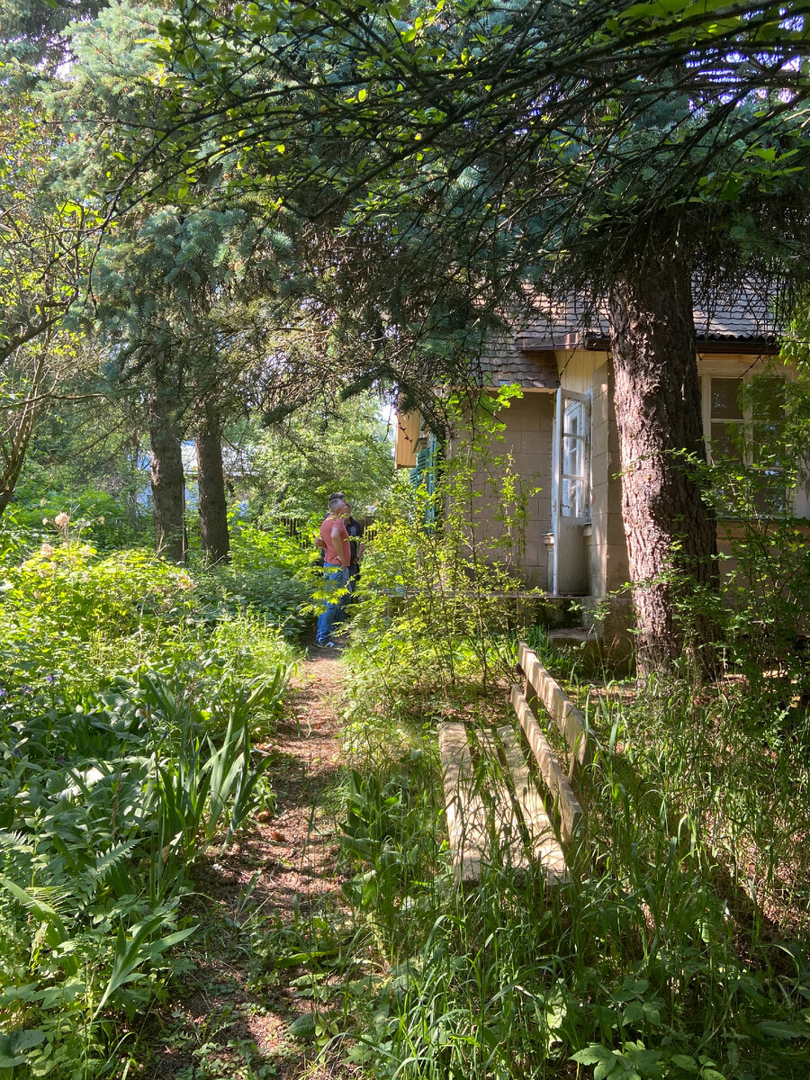Туи полностью скрывают дом от дороги...