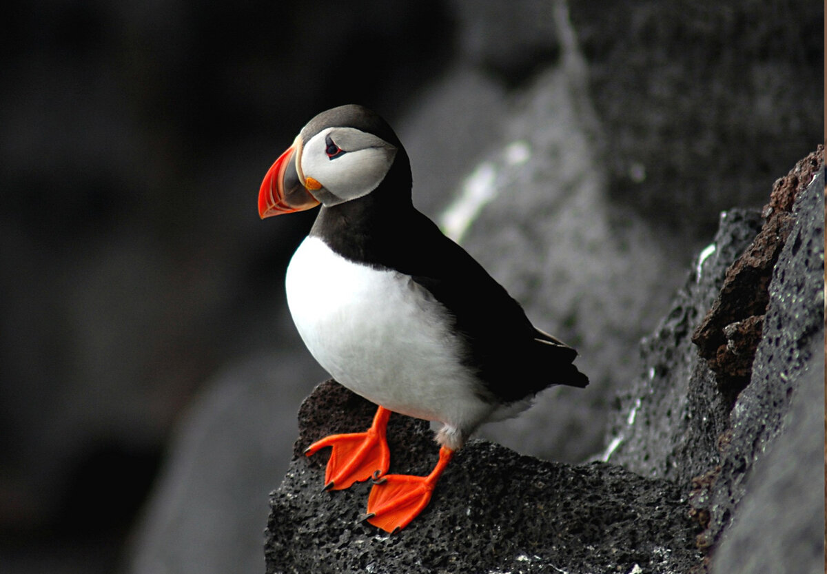 Атлантический паффин
