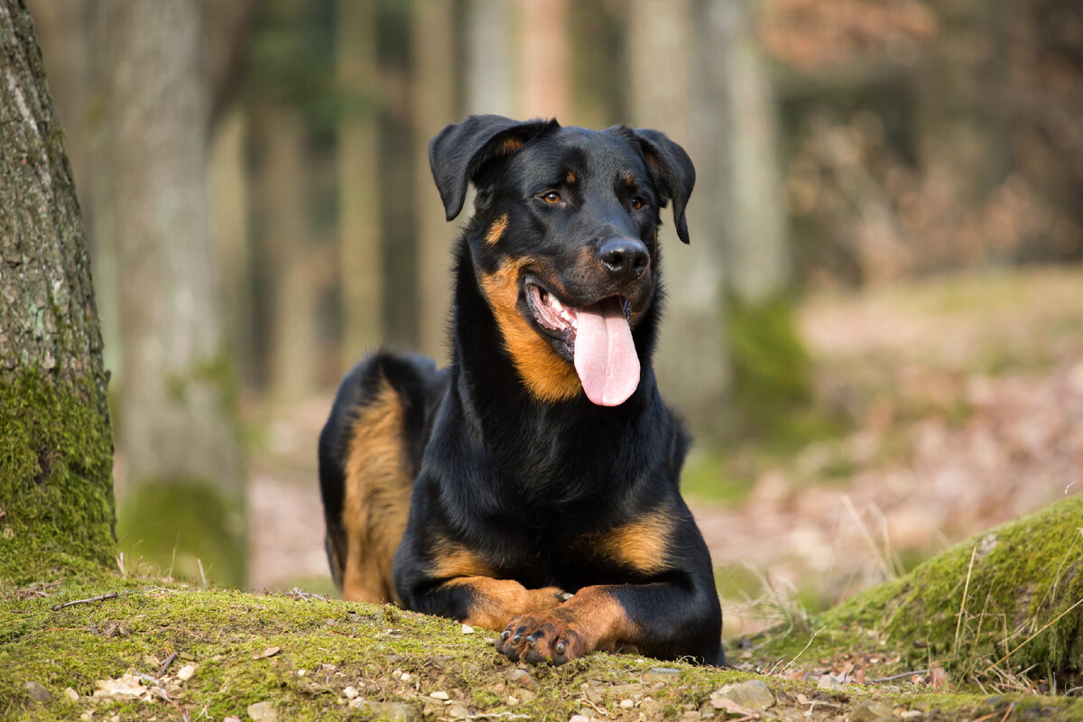 Dogs 40