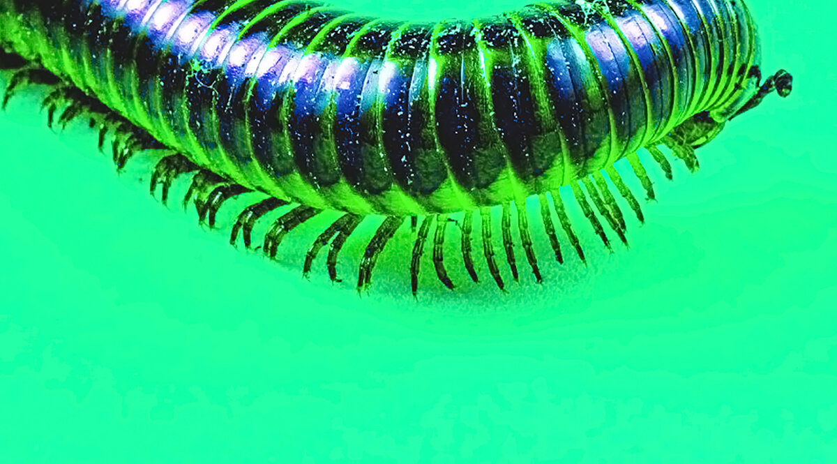 pixabay, обработка автора