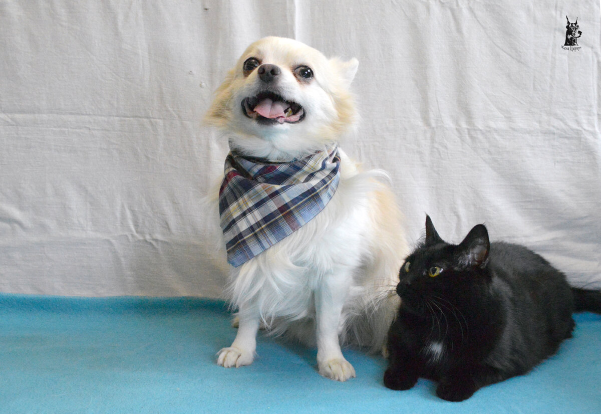 Декстер с Дикой