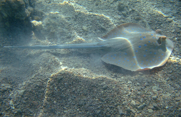 Скатов Средиземноморского побережья Анталии редко можно увидеть. Большую часть времени они проводят зарывшись в песок, поджидая добычу.