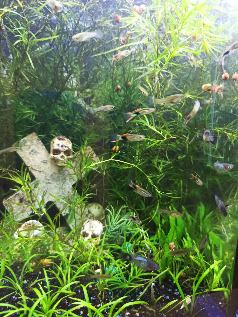 Это номер 48, черно-зеленый. И это практически максимум моих способностей в фотографировании шевелящихся объектов)))