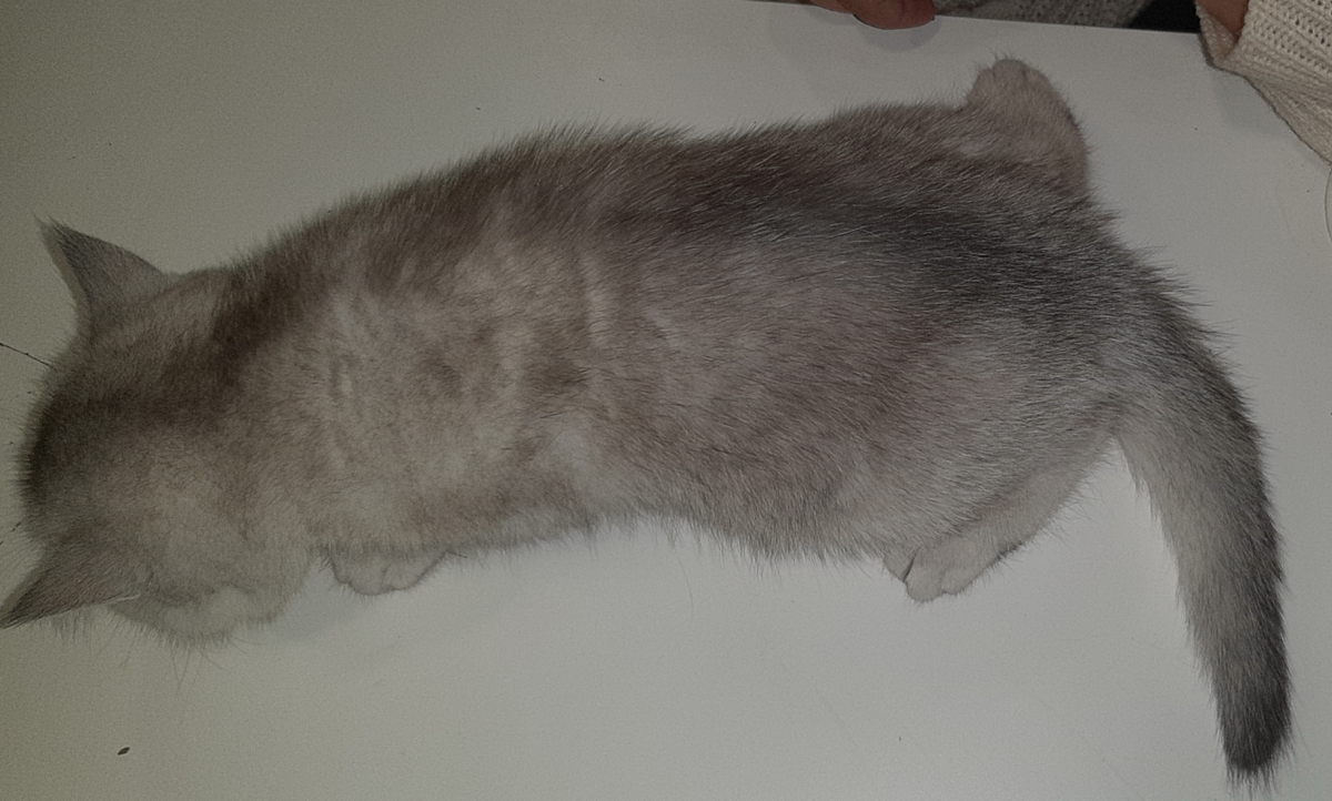 Псевдосеребро ns 25, рожденное от двух золотых. N/N, подтверждено тестом. В таблице - серая кошка.