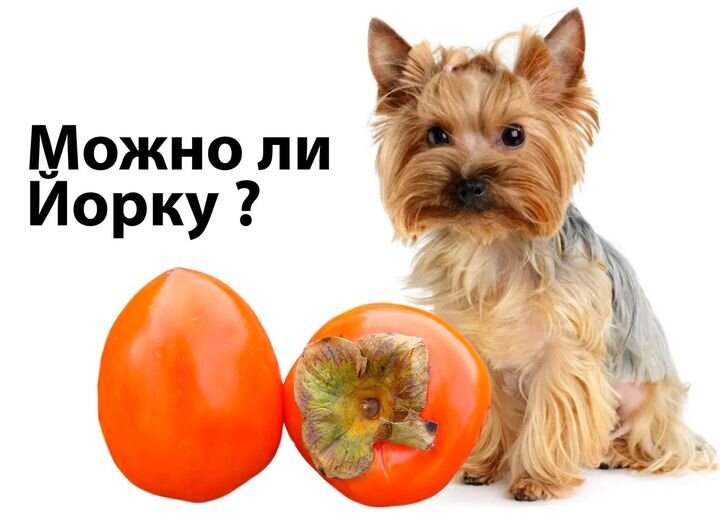 Можно ли йорку Можно ли йорку