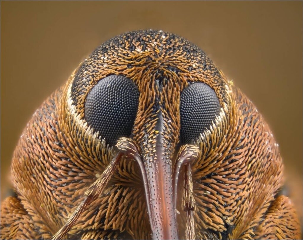 Ореховый долгоносик (Curculio nucum). Мини слоники, которые по обжорству  обойдут и слонов. | Paleo-end-arthropods (Доисторическая фауна и  членистоногие) | Дзен