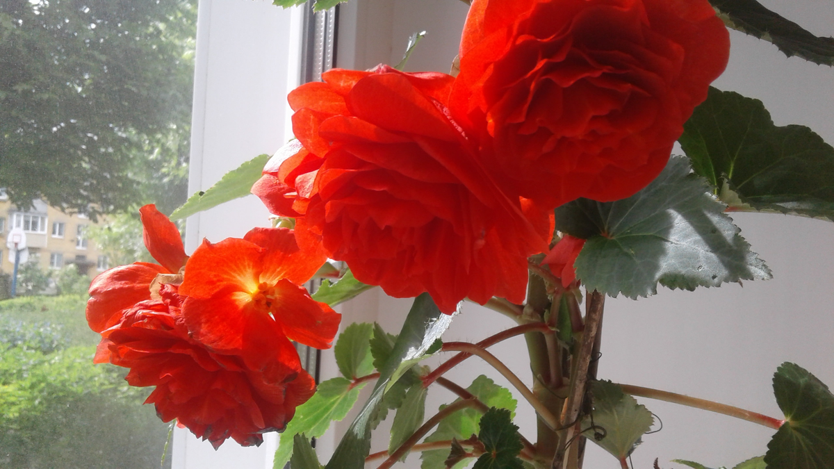 Мамины любимцы