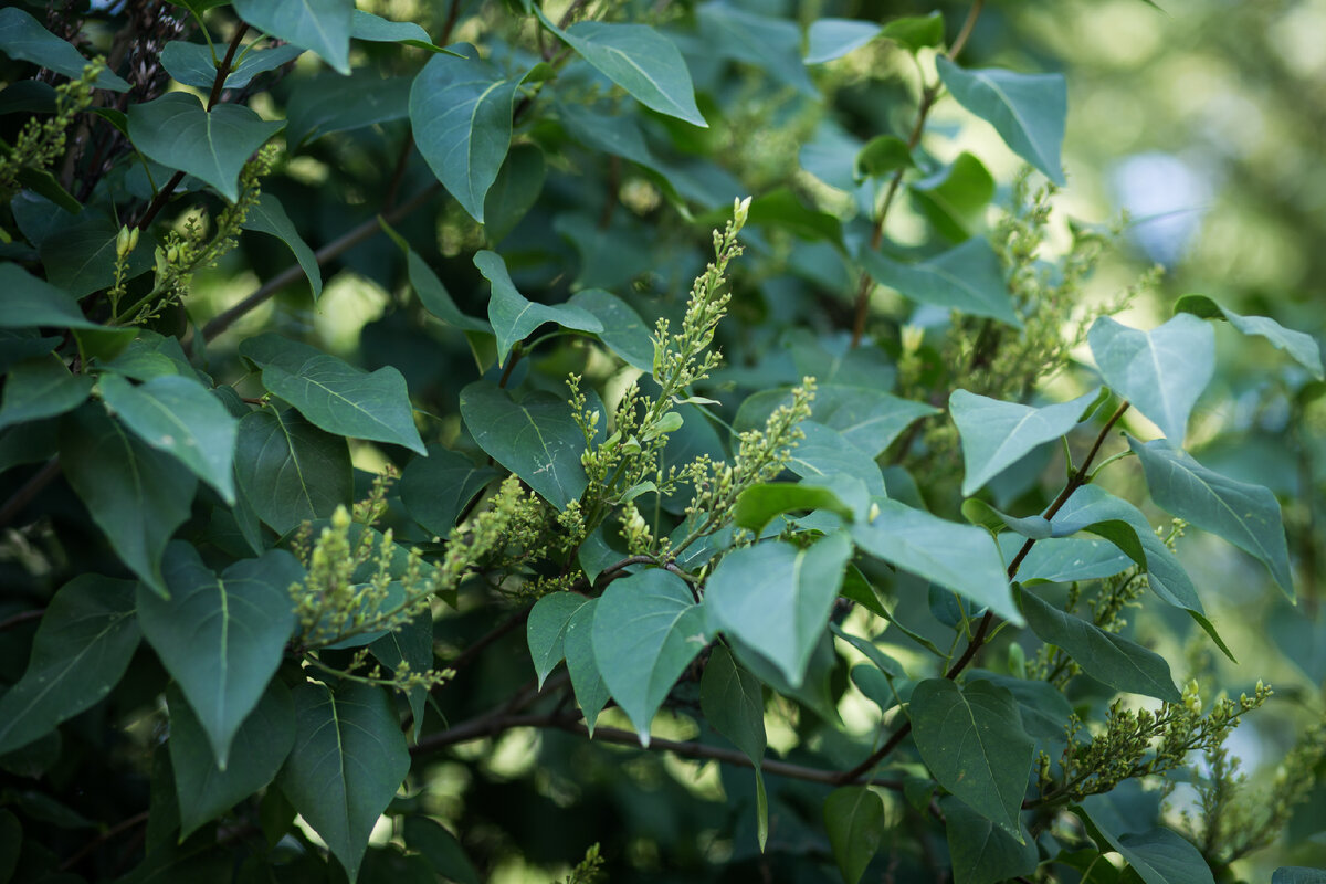 Александровский Сад, г. Санкт-Петербург. Сирень. Автор фото: Надежда Панова, http://nadia-photo.com