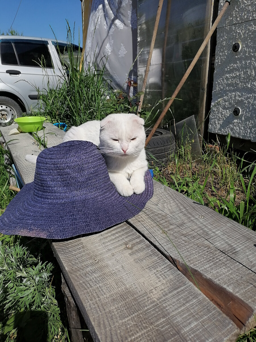 Наш кот, который живёт на даче