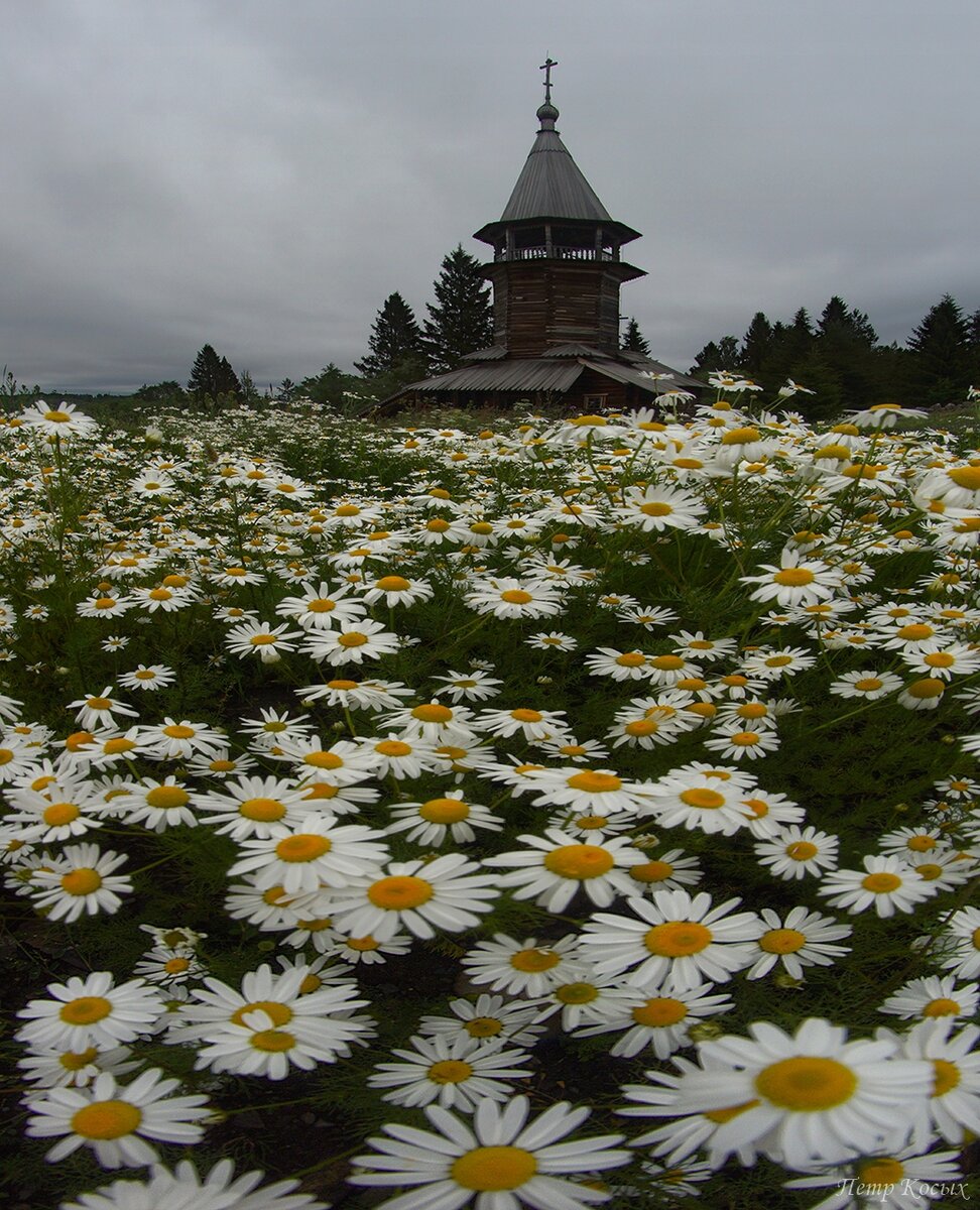 Картинки ромашковая русь