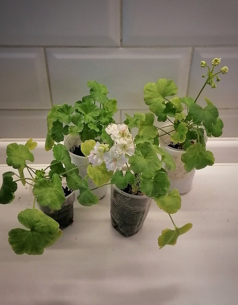 Снять удалось четыре черенка. Как у стенки перед расстрелом.... 😭😭😭