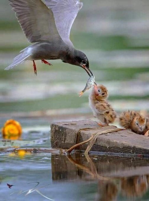 фото из свободных источников сети Интернет.