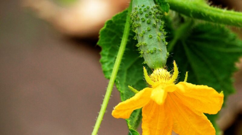Родиной огурца считается Индия. А в пищу человек употребляет огурцы более 6000 лет.Из Индии огурцы с торговцами попали в Персию, Месопотамию, Египет, Грецию, а после и в Рим. Одновременно с этим огурцы стали выращивать земледельцы Китая, Вьетнама, Мьянмы и Таиланда.В Западное полушарие огурцы попали в 1494 году. Именно тогда их стали культивировать на Гаити. На остров они попали с экспедицией Христофора Колумба.