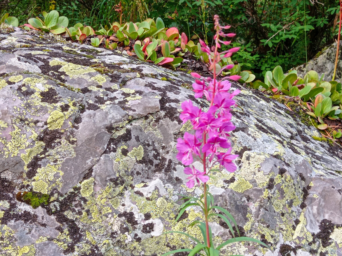 Бадан и иван-чай