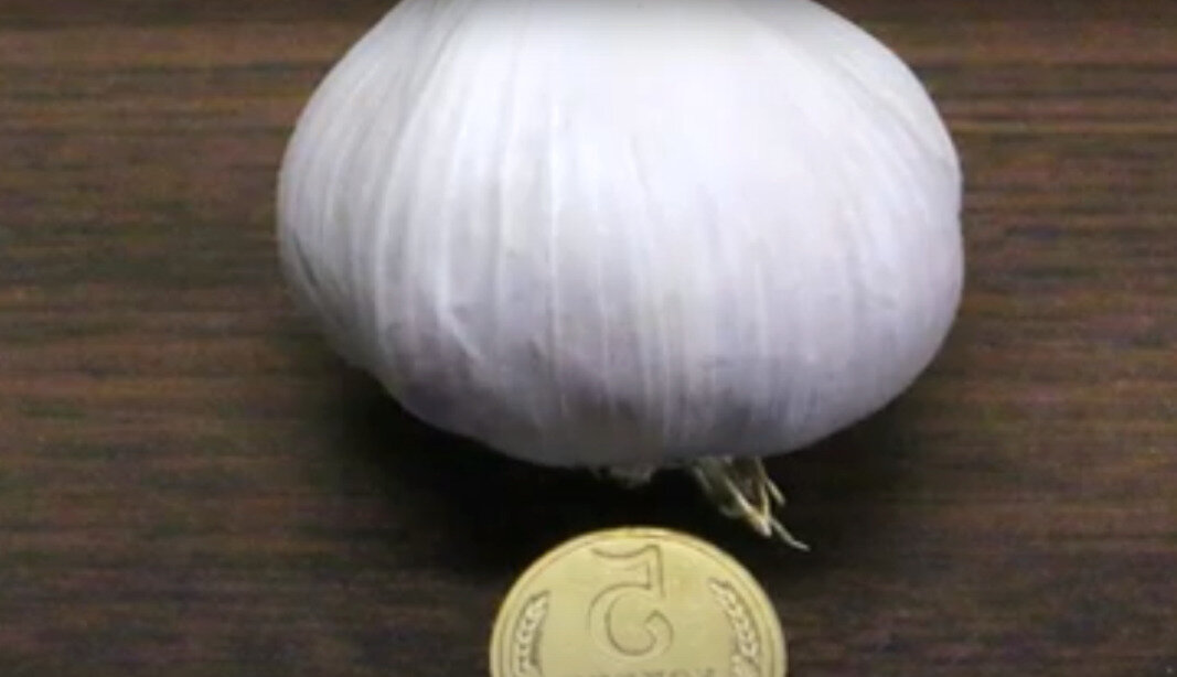 Озимый чеснок Антошка.