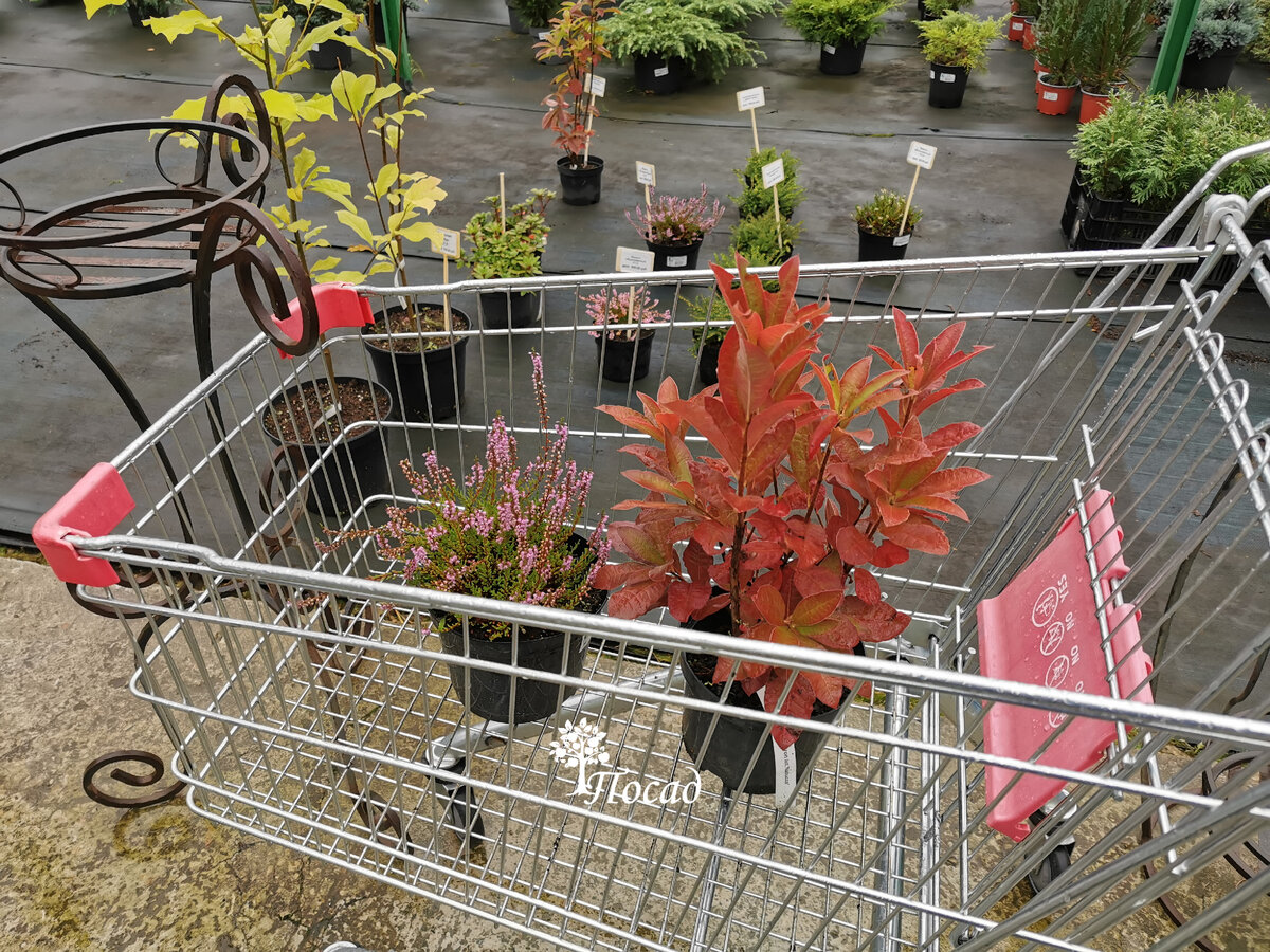 Выбор, как видите. невелик. Но зато скидка 30%. Таким образом рододендрон я купила за 1800 р вместо двух с половиной тысяч. И кустик хороший, и скидка приятная.