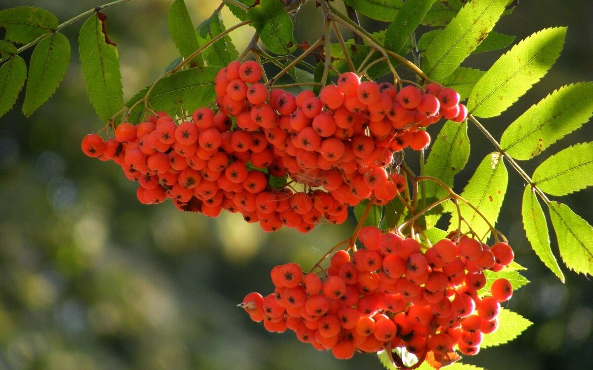 Яндекс-картинки