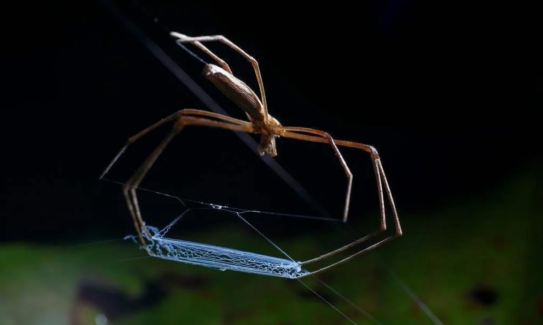 паучок читы