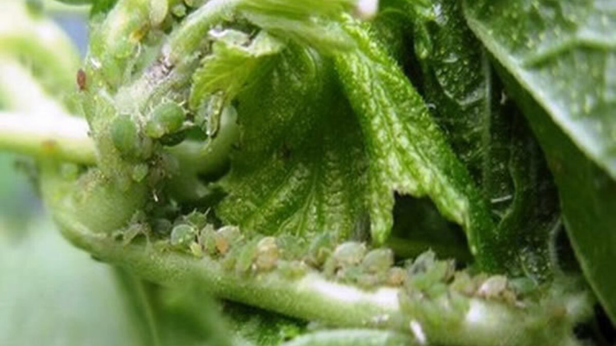 Эксперт рассказал как с помощью уксуса ликвидировать тлю на огороде - МК Ярослав