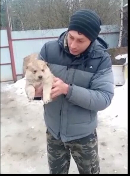 Мужчина привез малышей в приют. Совсем кошечки! Куда же их сажать????