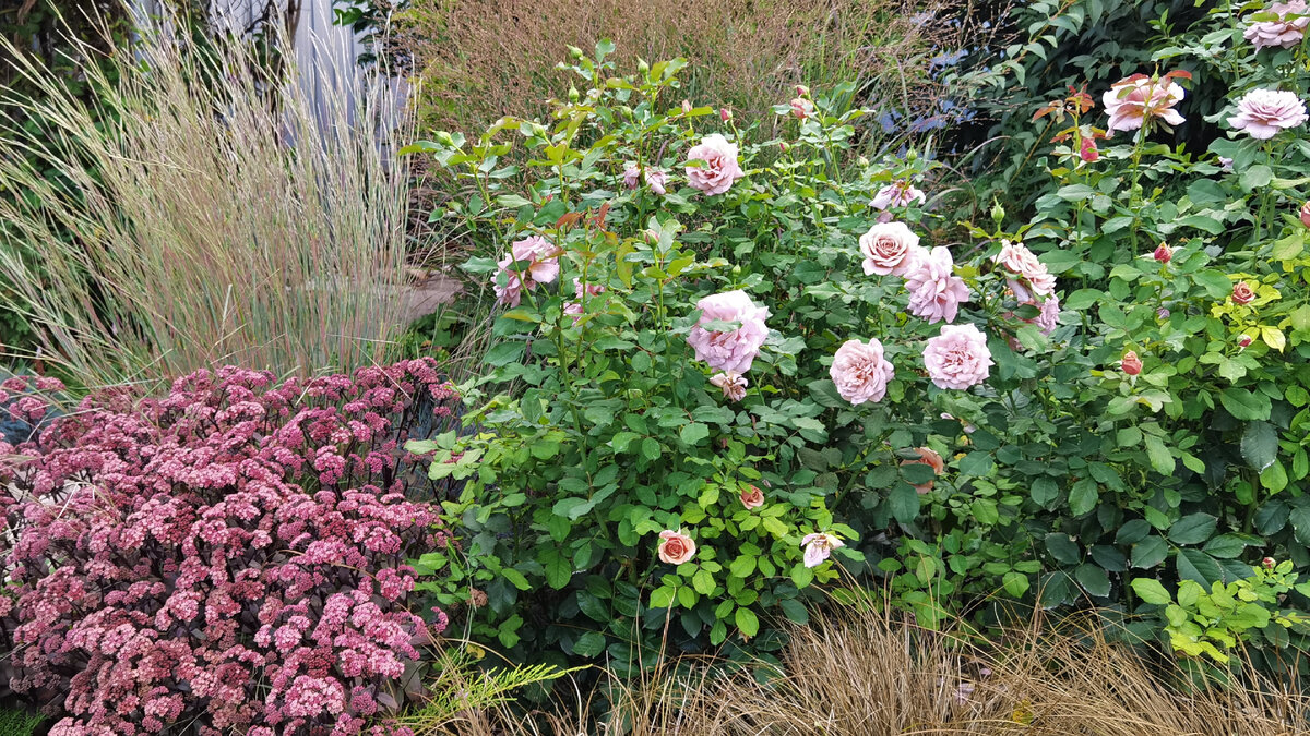 Слева вверху серебристо голубые листья схизахириума метельчатого.