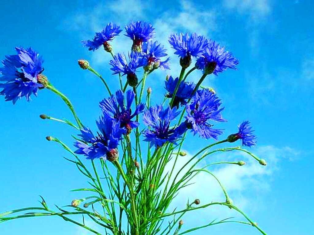 Синий василек