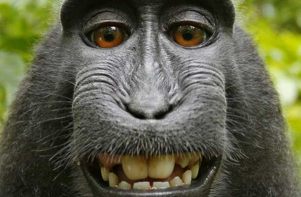  Ученые пришли к выводу, что макаки вполне способны воспроизводить звуки человеческой речи Долгое время ученые считали обезьян «безъязыкими» — их голосовой аппарат рассматривался как неподходящий для
