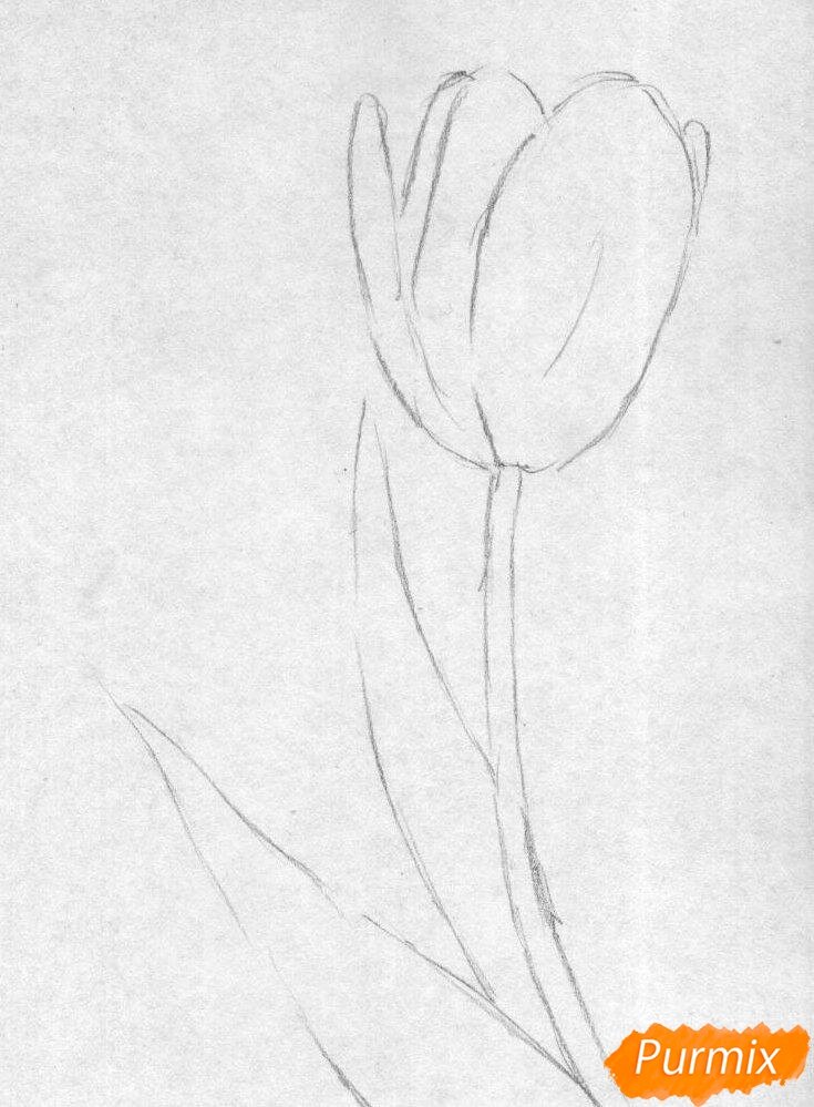 Как нарисовать тюльпан цветными карандаши поэтапно | purmix.ru | Дзен