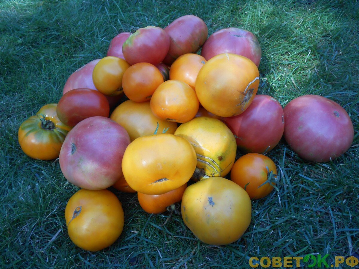  Всем огородникам, выращивающим на своем участке  экологически чистый урожай томатов, будет интересна данная информация.-2