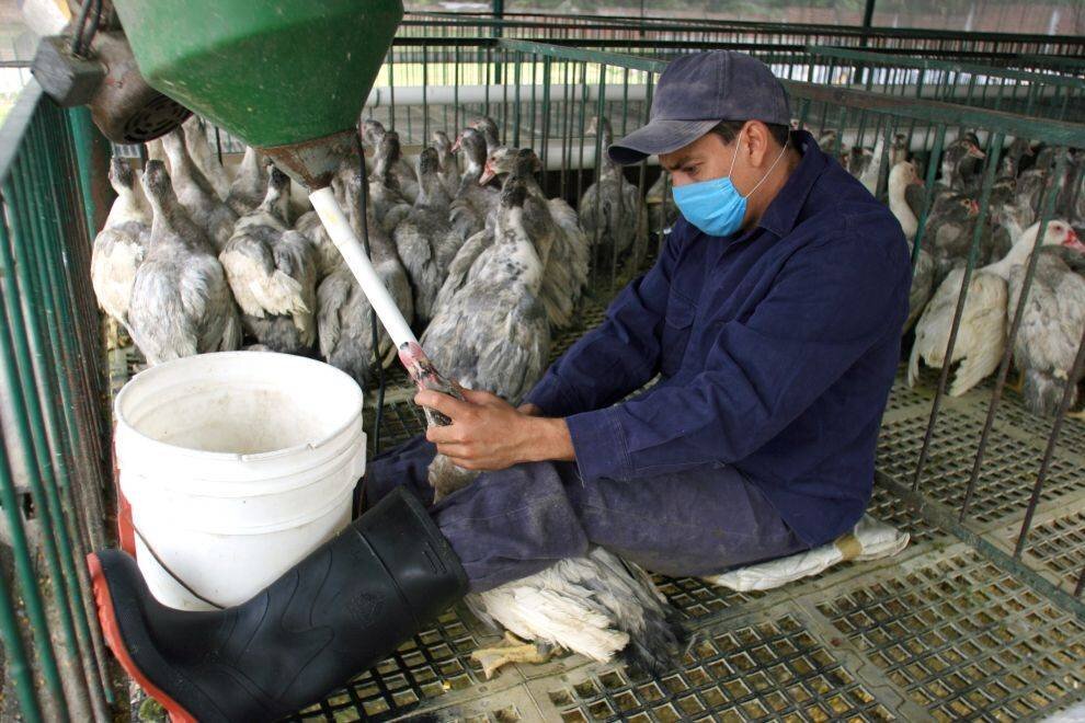 Фото как откармливают гусей для увеличения их печени