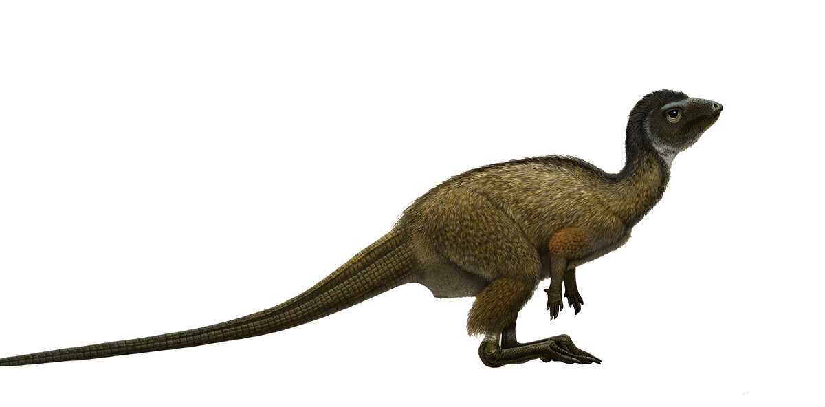 Забайкальский кулиндадромеус. Травоядный динозавр. Его кожный покров состоял из трех видов чешуек и трех разновидностей перьевых структур. Волоски на плечевых костях напоминают пуховое перо некоторых видов куриц