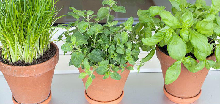 Определение цели и выбор видов зелени