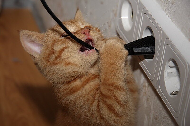 Самый верный способ отучить кота грызть провода | Центр помощи кошкам  «Муркоша» | Дзен